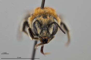Media type: image;   Entomology 795007 Aspect: head frontal view